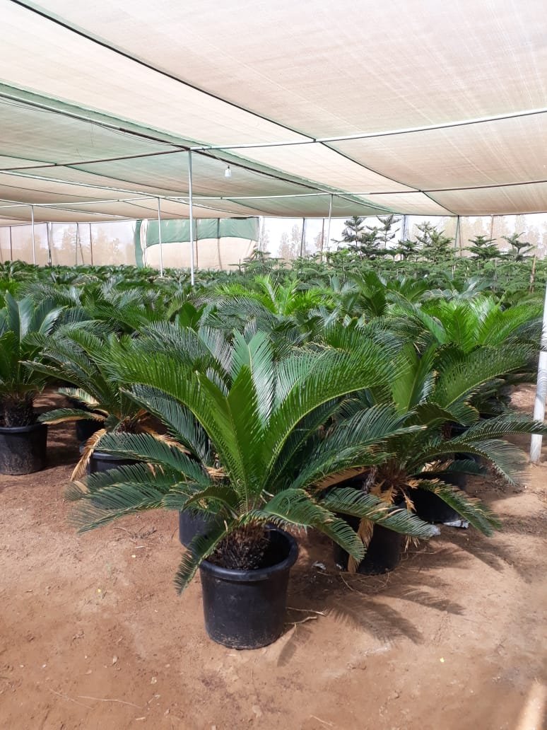 عشب طبيعي (16)