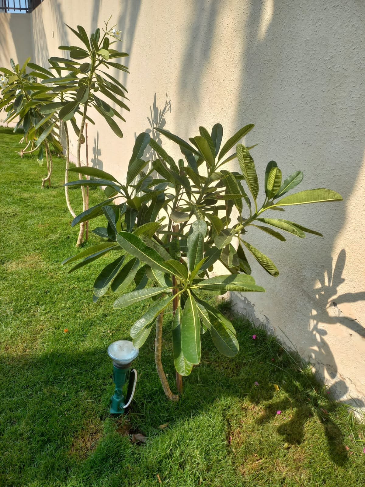 عشب طبيعي (4)